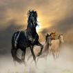 2 cavalli