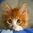 Kittens 2 APK