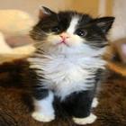 Kittens 3 icon