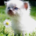 Kittens 20 ikona