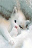 Kittens 20 plakat