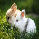 Little bunnies APK