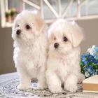 Puppies icon