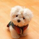 Cachorros t APK