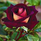 Bloemen-Live wallpaper-icoon