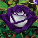 Rosen APK