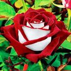 Flowers-Live Wallpaper B icono