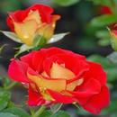 Flowers-Live Wallpaper C APK