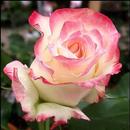 Blumen-Live Wallpaper F APK