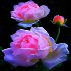 Flowers-Live Wallpaper M icon