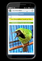 Cucak Ijo Berkicau 截圖 1