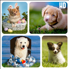 ikon Dog Breed Wallpapers HD