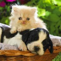 Cute Puppy Wallpapers HD تصوير الشاشة 1