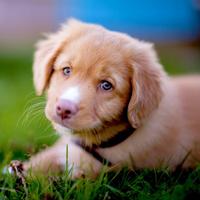 Cute Puppy Wallpapers HD تصوير الشاشة 2