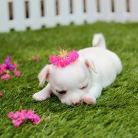 Cute Puppy Wallpapers HD تصوير الشاشة 3