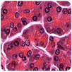 Histology APK