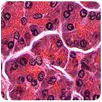 Histology APK