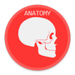 Anatomia