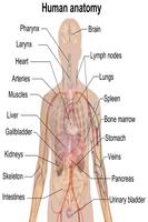 Anatomia Cartaz