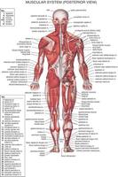 Anatomia imagem de tela 1