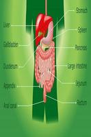 Anatomia imagem de tela 2