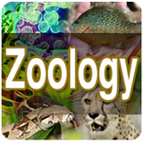 zoología icono