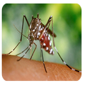 Zika