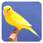 Canaries Birdsong All Varian icon