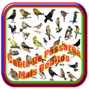 Canto De Passaros Mais Bonitos APK