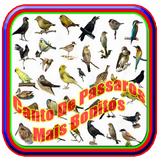 Canto De Passaros Mais Bonitos icon