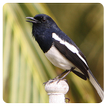 Birdsounds Magpie Robin