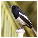 APK Birdsounds Magpie Robin