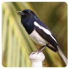 Birdsounds Magpie Robin أيقونة