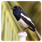 Birdsounds Magpie Robin icône