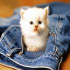 Cute Cats HD Wallpapers आइकन