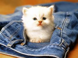 Cute Cats HD Wallpapers screenshot 1