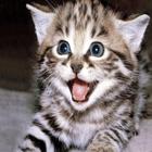 Cute Cats Wallpapers 圖標