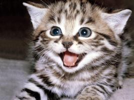 Cute Cats Wallpapers screenshot 1