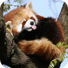 Cute Red Panda icono