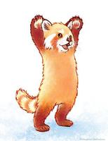 Cute Red Panda ポスター