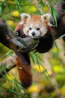 Cute Red Panda syot layar 1