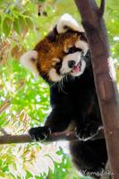 Cute Red Panda ảnh chụp màn hình 2
