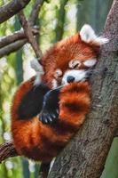 3 Schermata Cute Red Panda