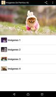 Imagenes De Perritos 4U poster