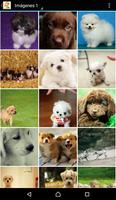 Imagenes De Perritos 4U imagem de tela 1