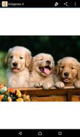 Imagenes De Perritos 4U captura de pantalla 2