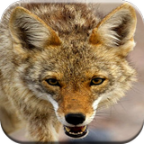 Coyote Hunting Calls icon