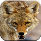 Coyote Hunting Gesprekken-icoon