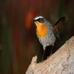 Bird life