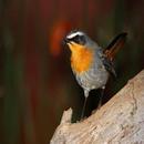 Bird life APK